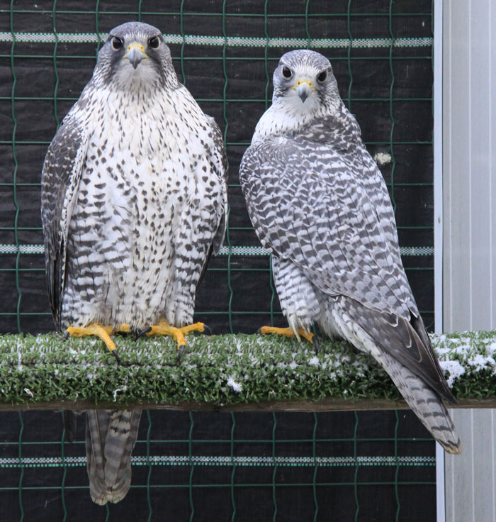 Female and male Gyrfalcon standing in a cage