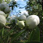 Май 2011 - Яблони цветут