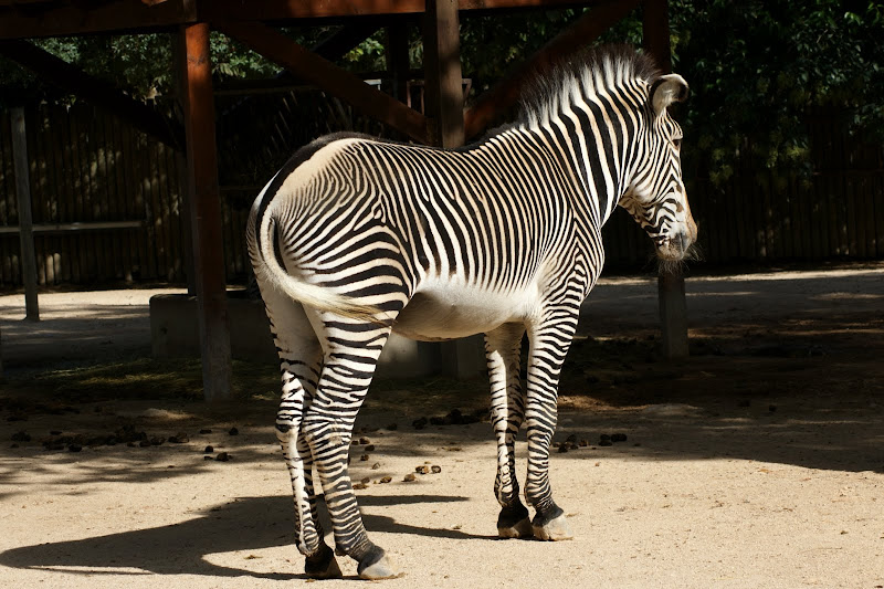 Zebra