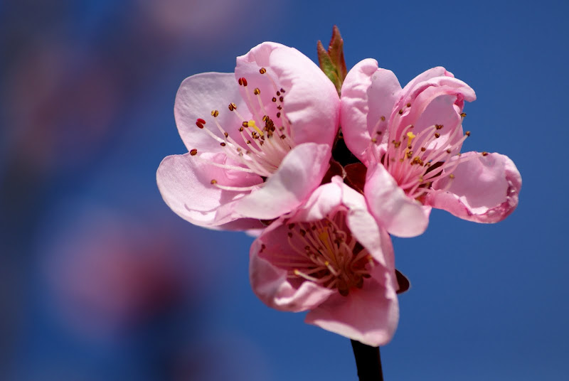 Flor de Pessegueiro