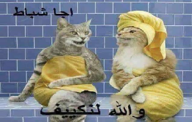 Image result for تزاوج القطط بفبراير