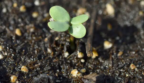 Formation of The First True Leaf of broccoli plant 