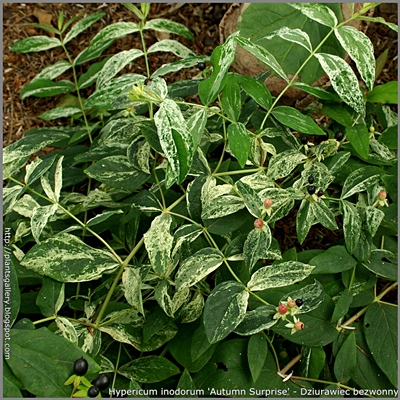 Hypericum inodorum 'Autumn Surprise' - Dziurawiec bezwonny