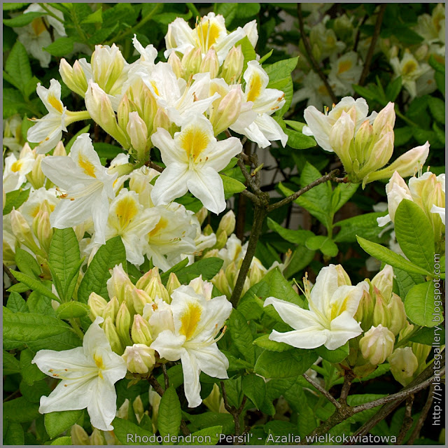Rhododendron 'Persil' - Azalia wielkokwiatowa 'Persil' 