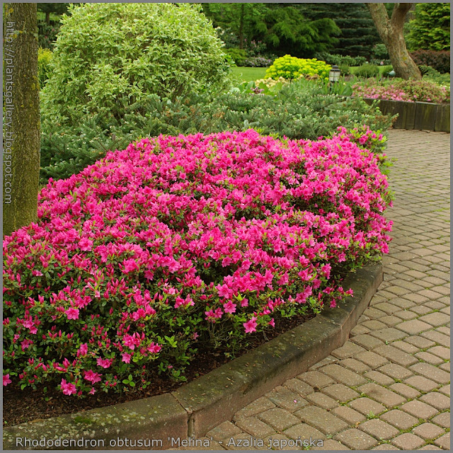 Rhododendron obtusum 'Melina' - Azalia japońska 'Melina' 
