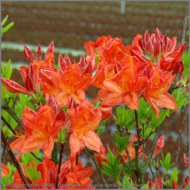 Rhododendron 'Dr. M. Oosthoek' - Azalia wielkokwiatowa 'Dr. M. Oosthoek'