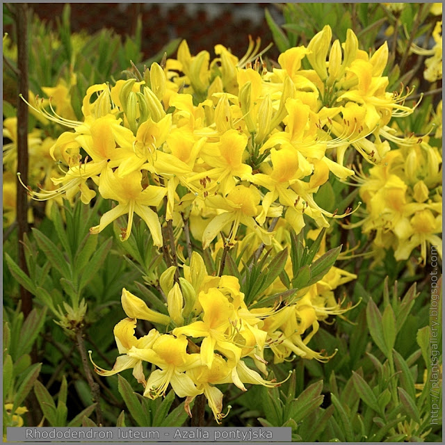 Rhododendron luteum - Azalia pontyjska