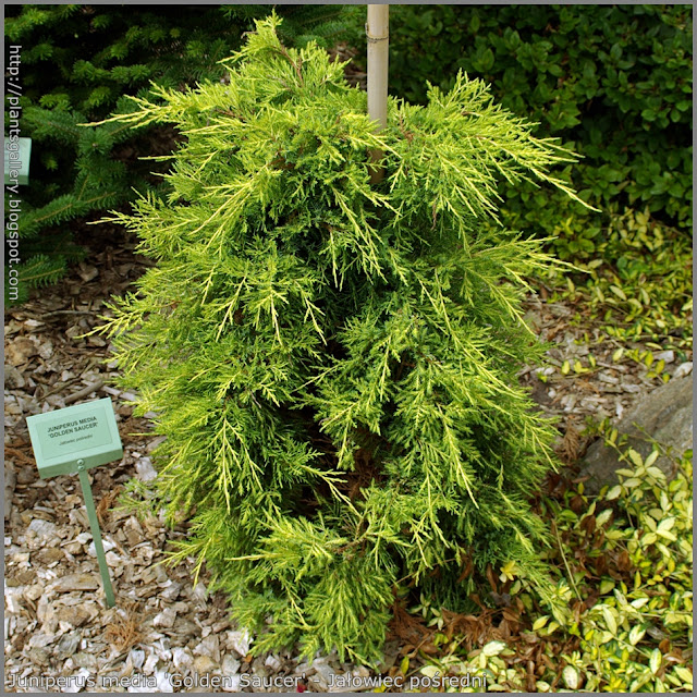 Juniperus media 'Golden Saucer' - Jałowiec pośredni 'Golden Saucer'