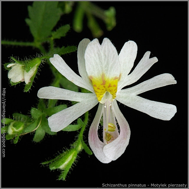 Schizanthus pinnatus - Motylek pierzasty