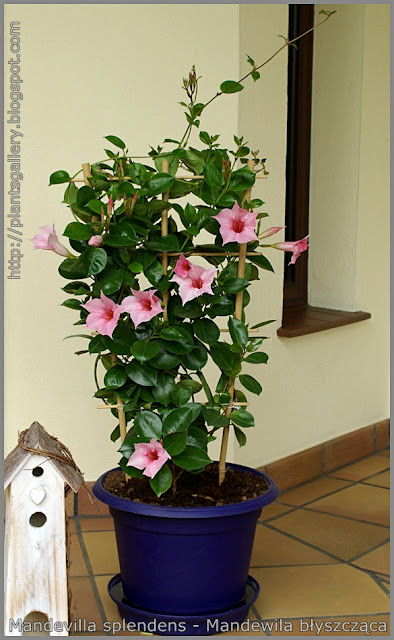 Mandevilla splendens - Mandewila błyszcząca