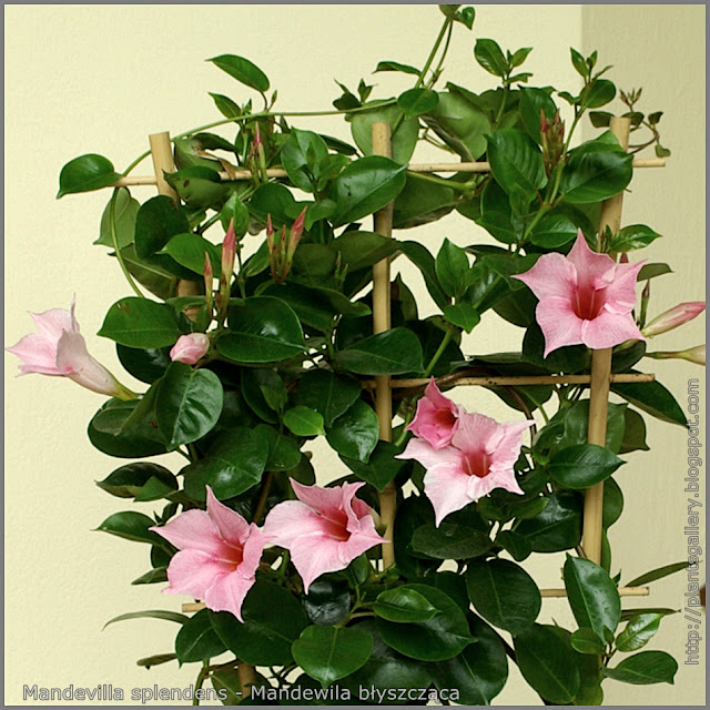 Mandevilla splendens - Mandewila błyszcząca