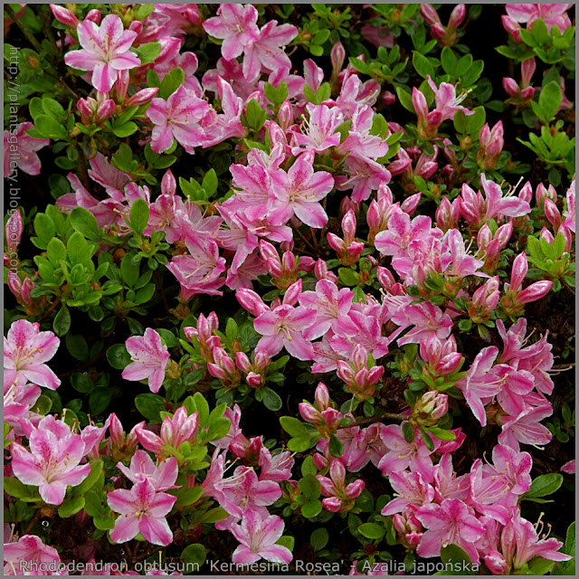 Rhododendron obtusum 'Kermesina Rosea' - Azalia japońska 'Kermesina Rosea'