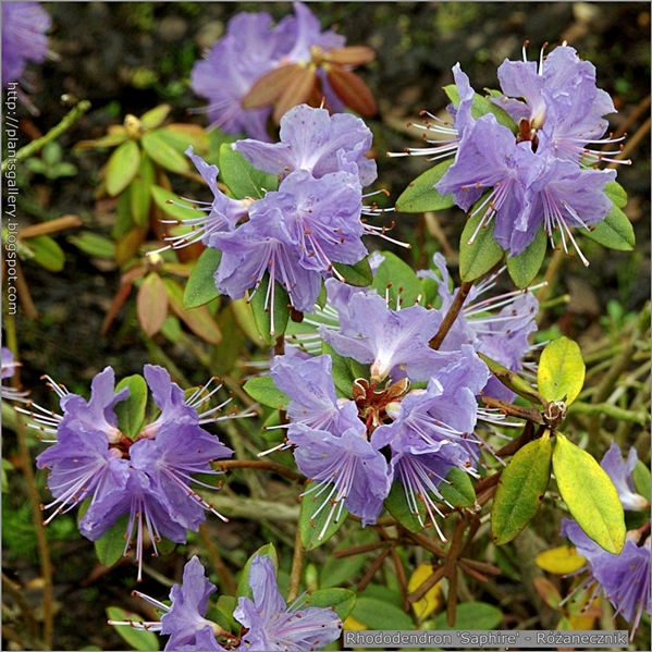 Rhododendron 'Saphire' - Różanecznik 'Saphire'