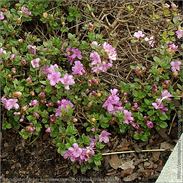 Rhododendron kiusianum - Różanecznik Kiushu