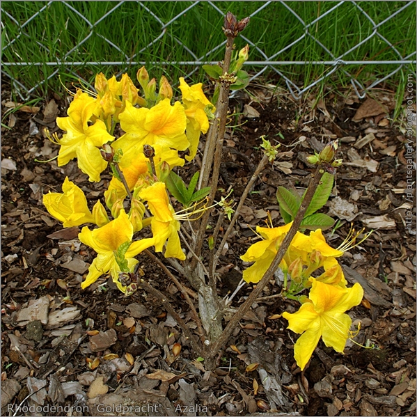 Rhododendron 'Goldpracht' - Azalia 'Goldpracht'