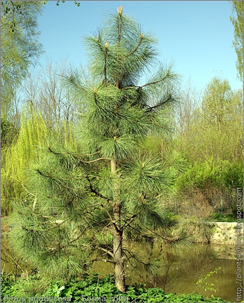 Pinus ponderosa - Sosna żółta