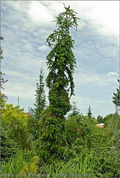 Abies alba 'Pendula' - Jodła pospolita