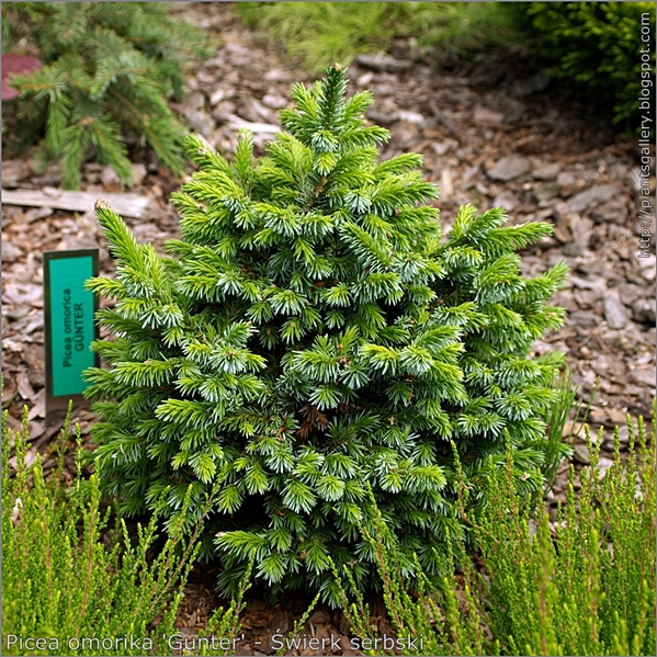 Picea omorika 'Gunter' - Świerk serbski. 
