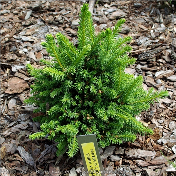 Picea abies 'Berry Garden' - Świerk pospolity 