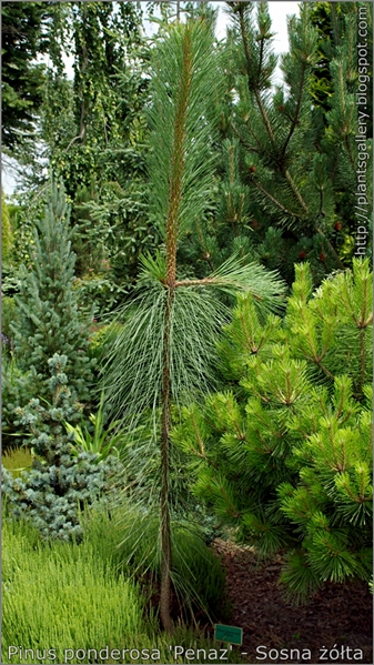 Pinus ponderosa 'Penaz' - Sosna żółta
