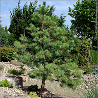Pinus sylvestris 'Aurea' - Sosna pospolita 'Aurea'