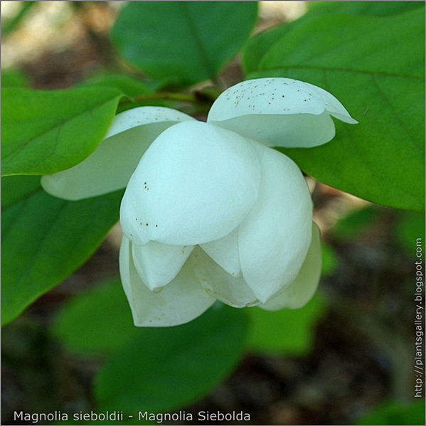 Magnolia sieboldii - Magnolia Siebolda kwiat