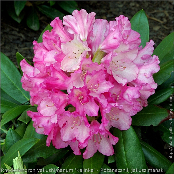 Rhododendron yakushimanum 'Kalinka' - Różanecznik jakuszimański