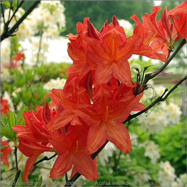 Rhododendron 'Dr. M. Oosthoek' - Azalia wielkokwiatowa 'Dr. M. Oosthoek'