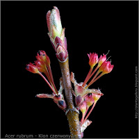 Acer rubrum bud and young fruit - Klon czerwony pąk wierzchołkowy i zawiązki owoców