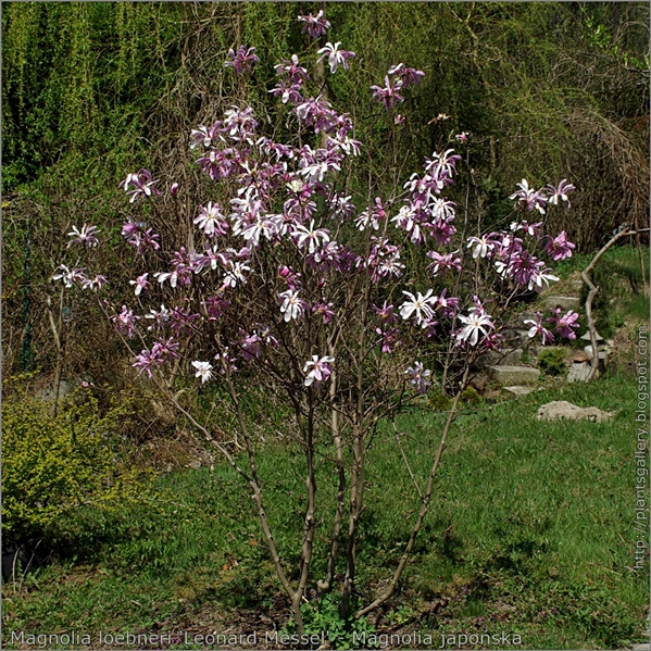 Magnolia loebneri 'Leonard Messel' - Magnolia Loebnera pokróój kwitnącej rosliny