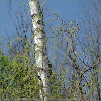 Salix 'Erythroflexuosa' - Wierzba płacząca, pogięta