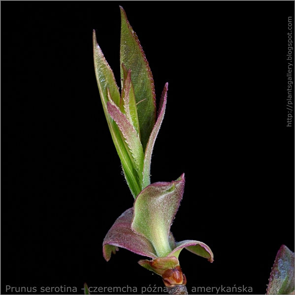 Prunus serotina young leaf - czeremcha późna, cz. amerykańska młode liście