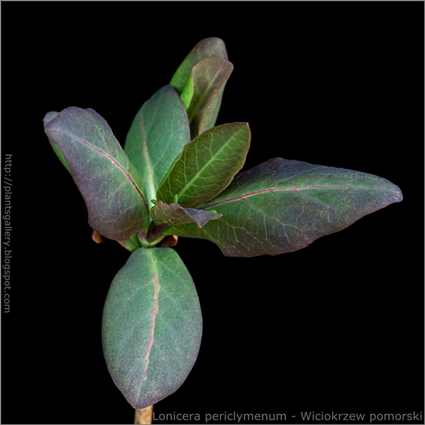 Lonicera periclymenum young leaf - wiciokrzew pomorski, suchodrzew pomorski młode liście