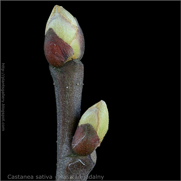 Castanea sativa bud - Kasztan jadalny pąk wierzchołkowy i boczny