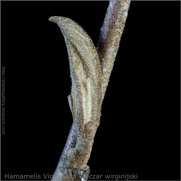 Hamamelis Virginiana bud - Oczar wirginijski pąk boczny