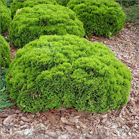 Thuja occidentalis 'Danica' - Żywotnik zachodni 'Danica' pokrój