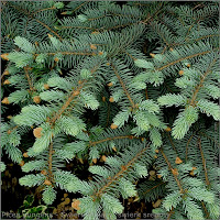 Picea pungens - Świerk kłujący, świerk srebrny młode przyrosty