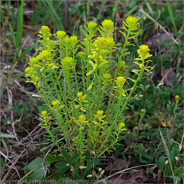 Euphorbia cyparissias - Wilczomlecz sosnka pokrój