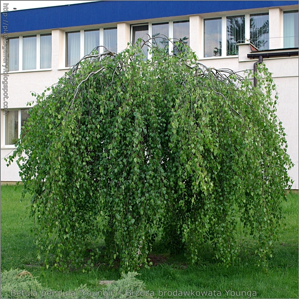 Betula pendula 'Youngii' - Brzoza brodawkowata Younga pokrój w maju