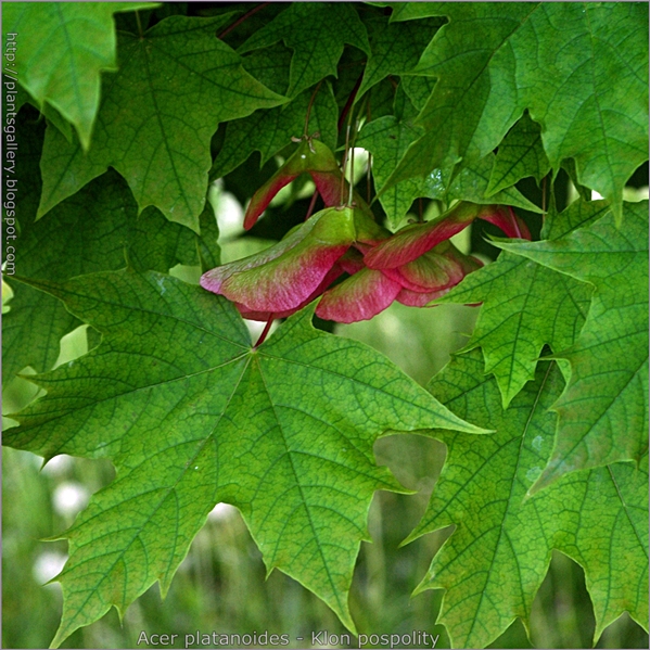 Acer platanoides 'Globosum' young fruit - Klon pospolity młode owoce