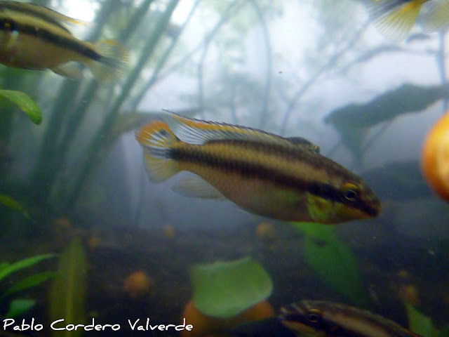 Pelvicachromis Pulcher (Fotos) P1030268