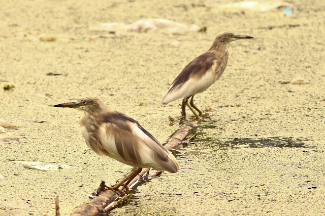 Pond Heron