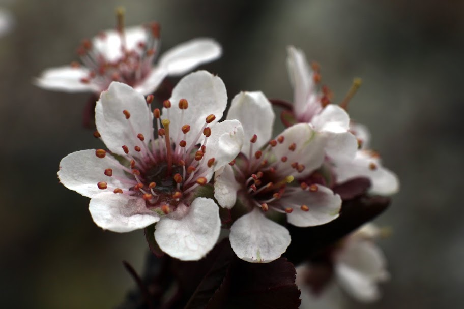 IMAGE: https://lh5.googleusercontent.com/_9FcV5UnPCtY/TbYqGR0V0MI/AAAAAAAAFAw/GaP3GJxQeJk/s912/IMG_3186.JPG