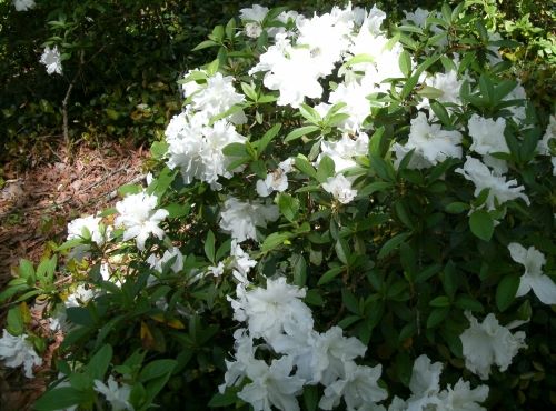 white azalea