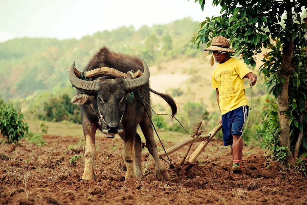 На Берегу реки Иравади (Мьянма 2011)