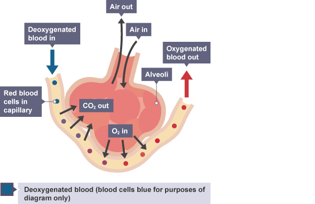 Gas Exchange The Diffusion Of Gases Across