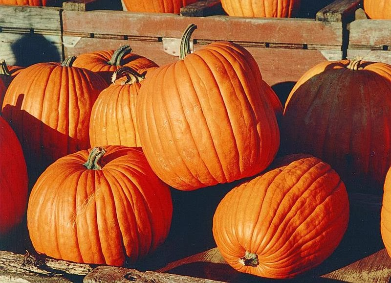 cure and store pumpkin plants