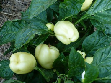Albino Bull Nose Pepper