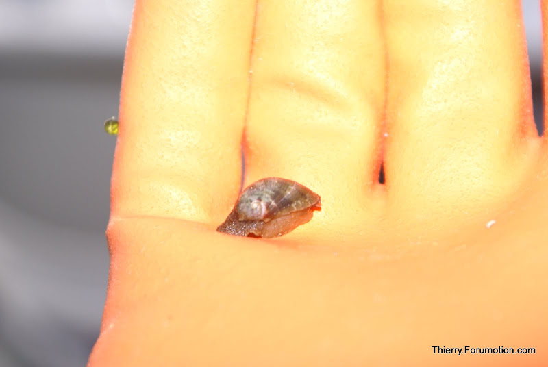 Stomatella varia (Stomatella Snail) DSC04451