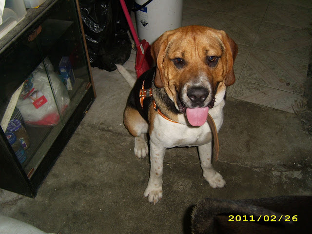 bibi the dog